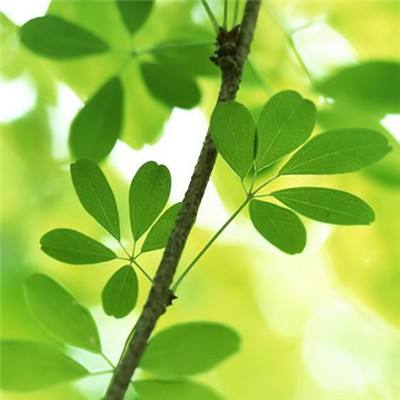 霸世屠龙bt版下载