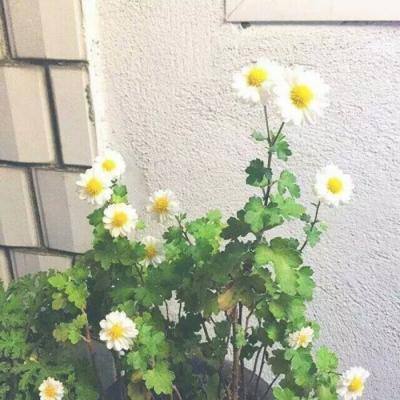 赛尔号超级英雄完美破解版下载